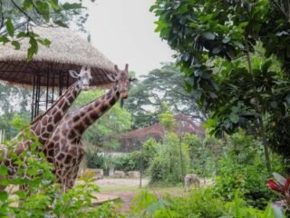 Suasana Kebun Binatang Bandung Kondusif, Satwa Terpantau Aktif