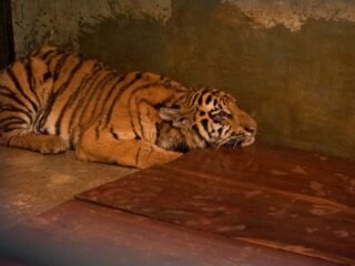Anak Harimau di Kebun Binatang Bandung Mati Akibat Virus, Satu Ekor Lainnya Berangsur Membaik
